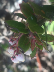 Arctostaphylos purissima