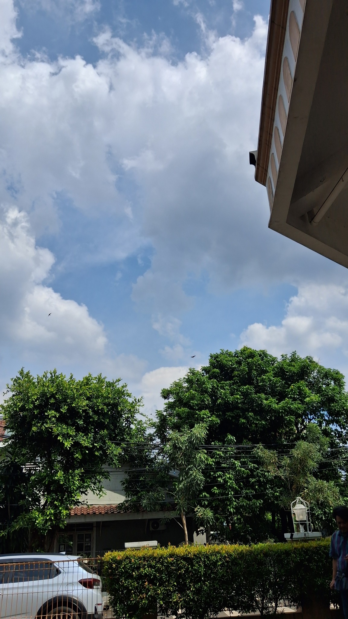 Linchi Swiftlet (Collocalia linchi), photo 9