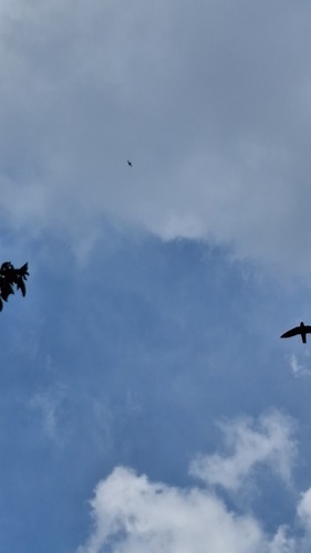 Linchi Swiftlet (Collocalia linchi), photo 5