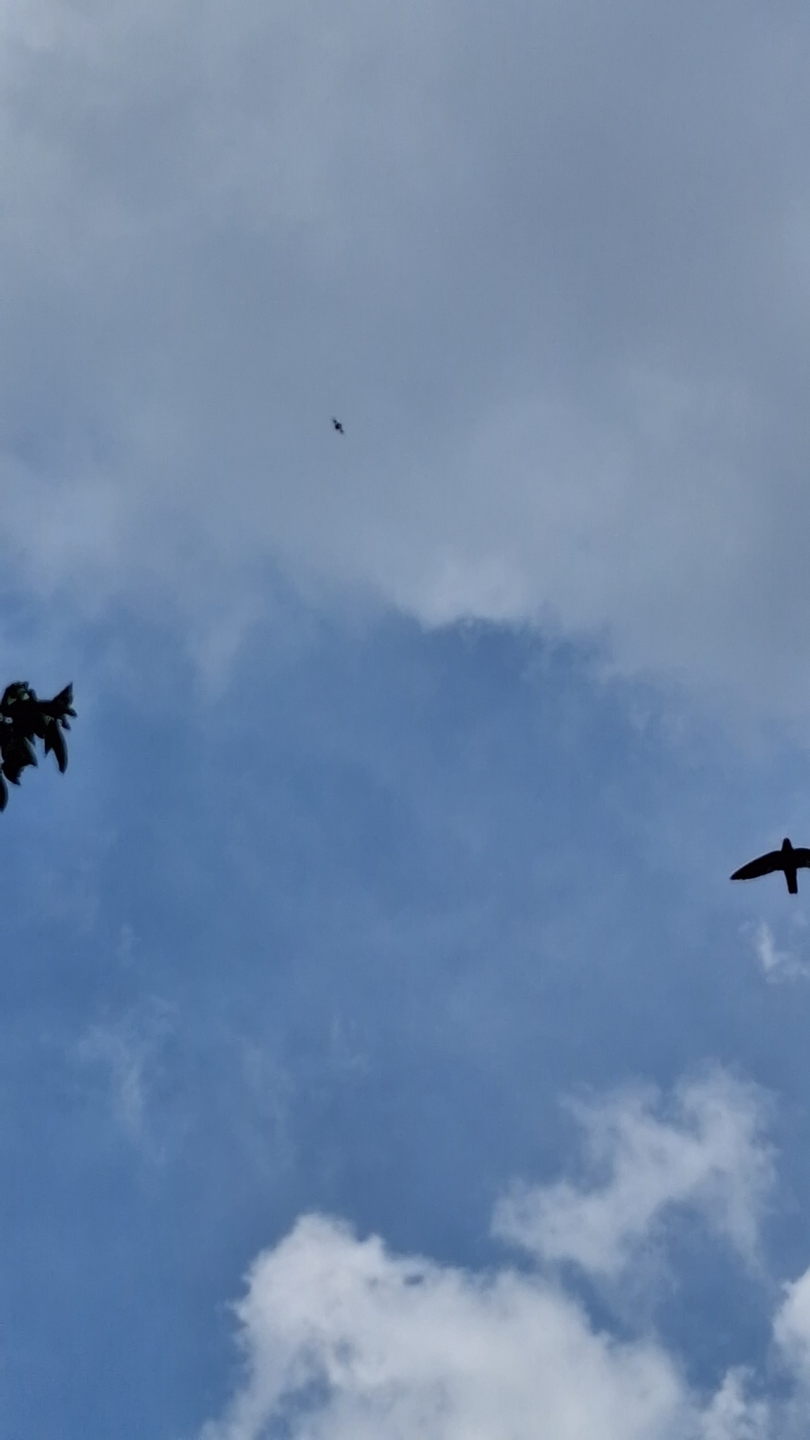 Linchi Swiftlet (Collocalia linchi), photo 5
