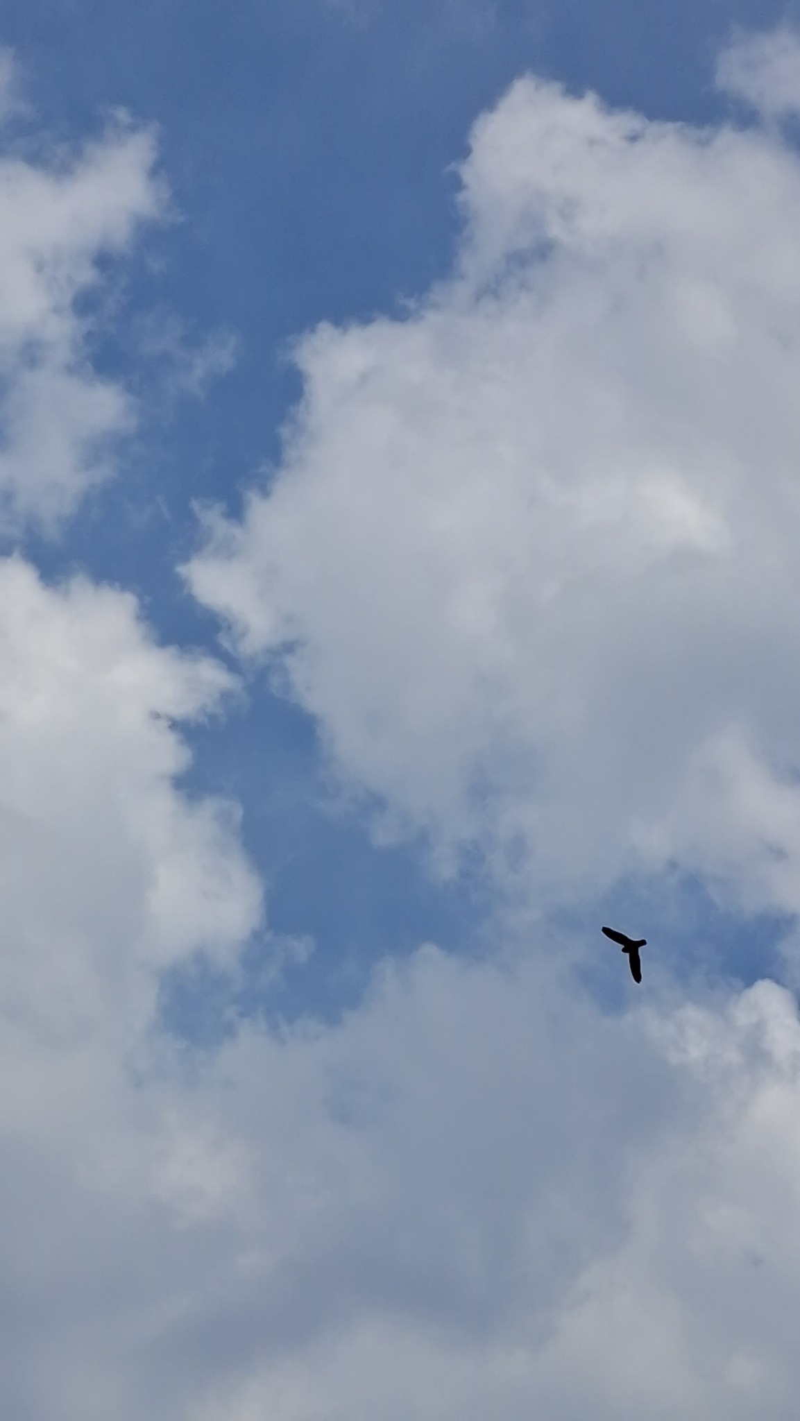Linchi Swiftlet (Collocalia linchi), photo 6
