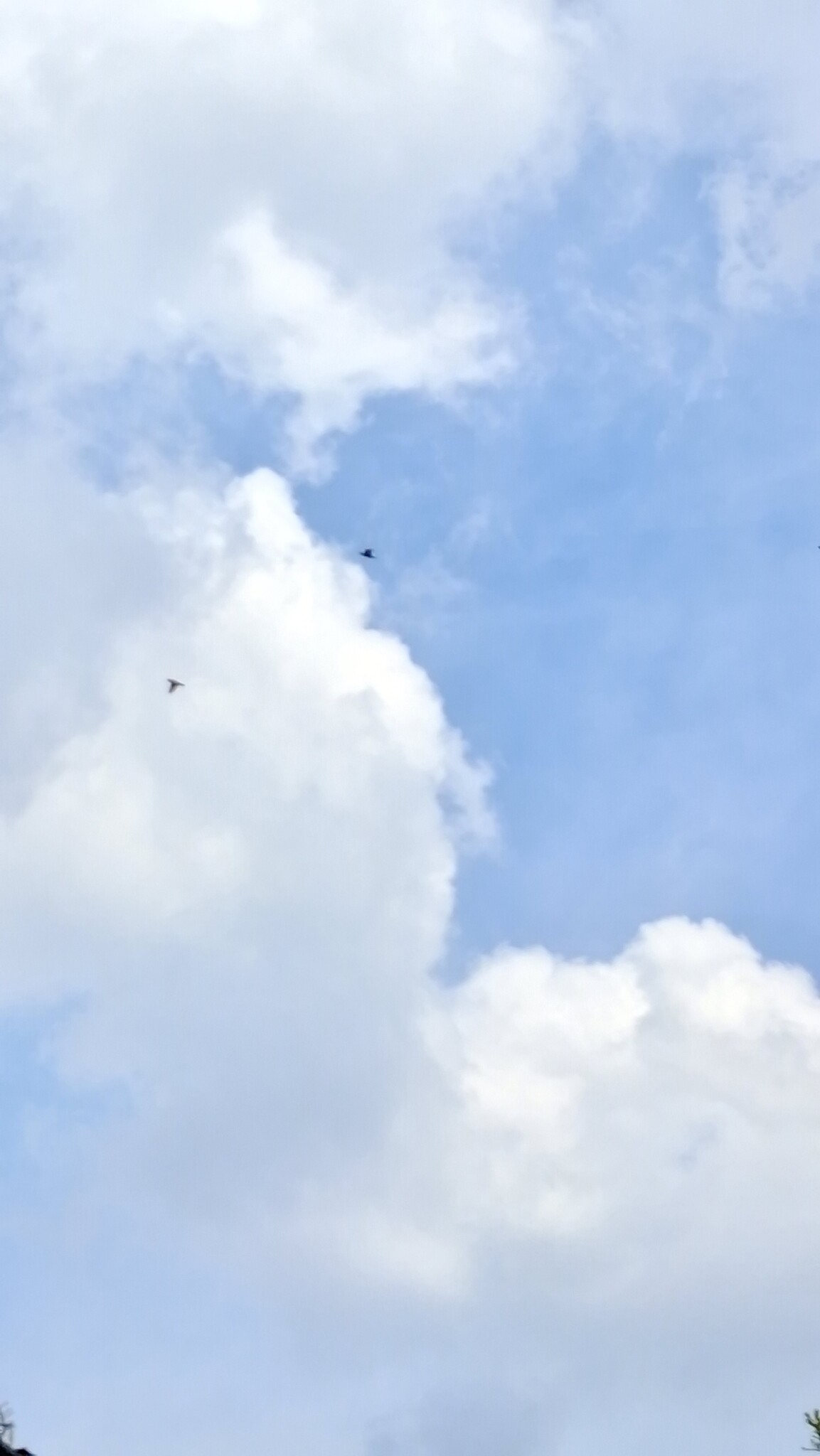 Linchi Swiftlet (Collocalia linchi), photo 8