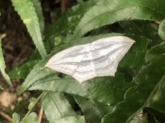 Acropteris leptaliata