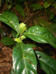 Lepidagathis nemoralis