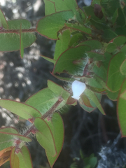 Arctostaphylos purissima