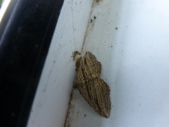Costaconvexa polygrammata