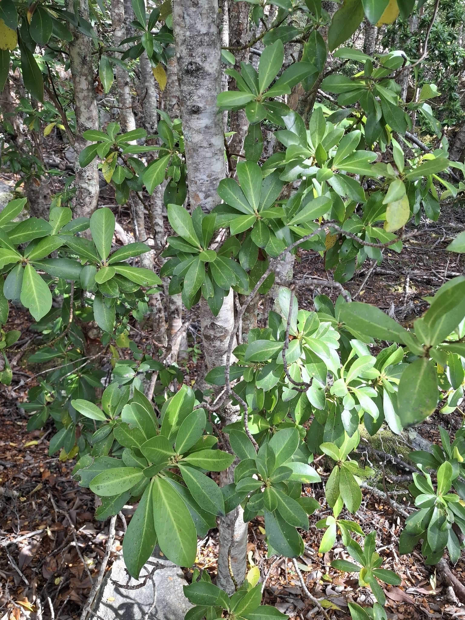 Winter's Bark (Drimys winteri)