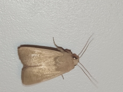 Leucania abdominalis