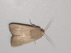 Leucania abdominalis