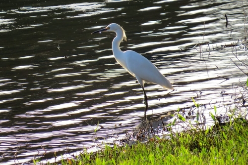 Snowy Egret