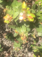 Arctostaphylos purissima