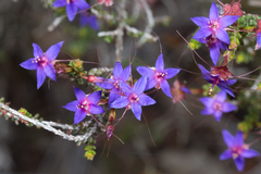 Calytrix leschenaultii