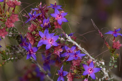 Calytrix leschenaultii