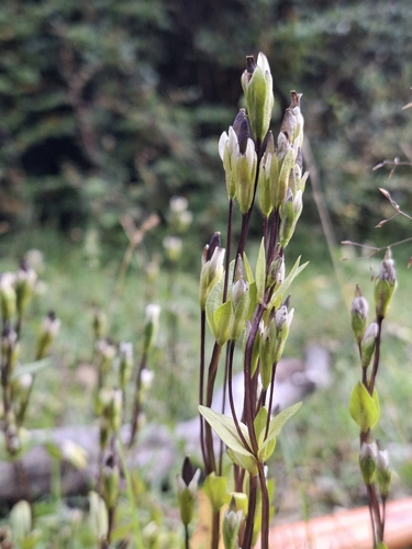 Felwort (Gentianella magellanica)