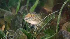 Indo-Pacific Tropical Sand Goby photo 2