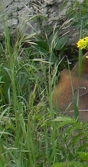 Bromus riparius