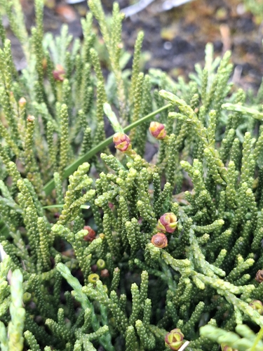Chilean rimu (Lepidothamnus fonkii)