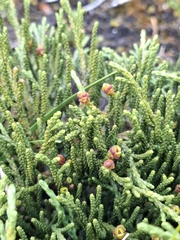 Lepidothamnus fonkii