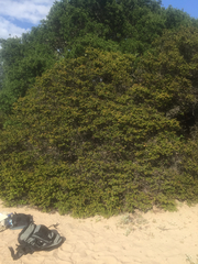 Arctostaphylos purissima