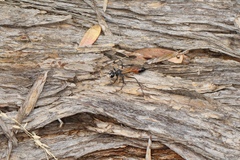 Podalonia tydei suspiciosa