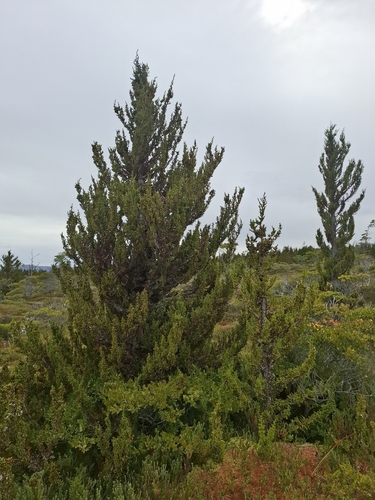 Pilgerodendron uviferum, photograph 5