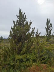 Pilgerodendron uviferum, photograph (c) Cecilia Briceño, some rights reserved (CC BY-SA)