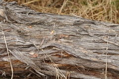 Podalonia tydei suspiciosa