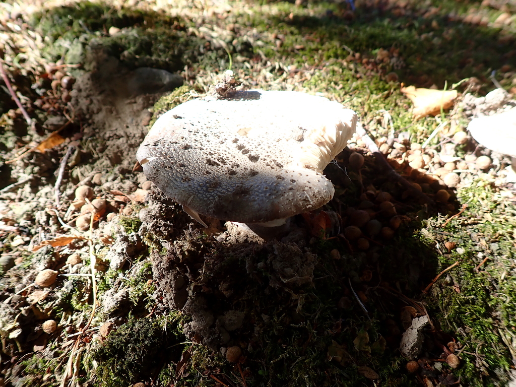 Amanita excelsa spissa · March 2026 · photo: © clara_mccombs (iNaturalist, cc-by)