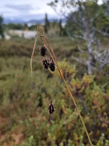 Tall Bog-sedge (Carex magellanica)