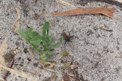 Podalonia tydei suspiciosa