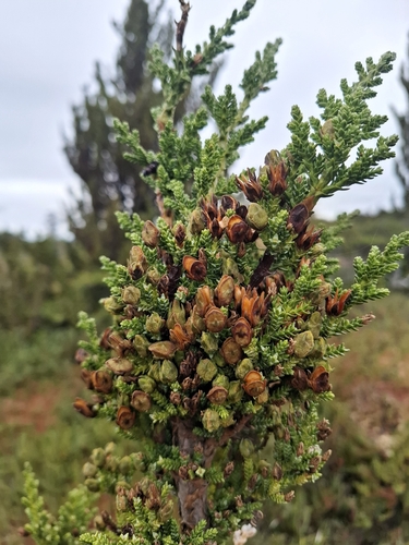Pilgerodendron uviferum, photograph 4