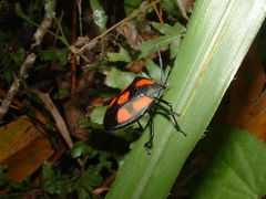 Brachystethus rubromaculatus