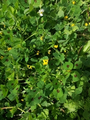 Medicago arabica