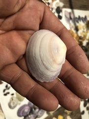 Nuttallia japonica