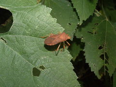 Anasa bellator