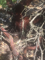 Arctostaphylos purissima