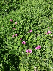 Oxalis articulata