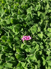 Oxalis articulata