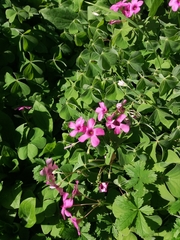 Oxalis articulata