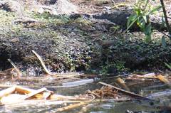 Parkesia noveboracensis