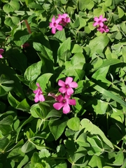 Oxalis articulata