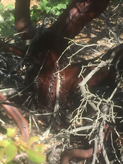 Arctostaphylos purissima