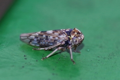 Stenidiocerus poecilus