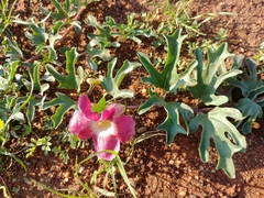Harpagophytum procumbens
