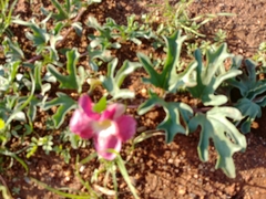 Harpagophytum procumbens