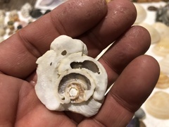 Thylacodes adamsii