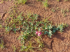 Harpagophytum procumbens