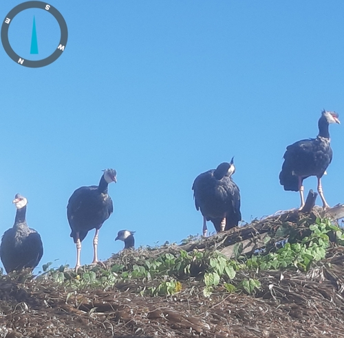 Northern Screamer