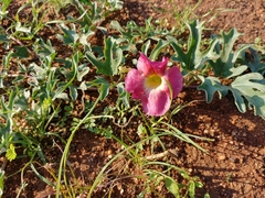 Harpagophytum procumbens