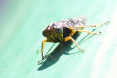 Stenidiocerus poecilus